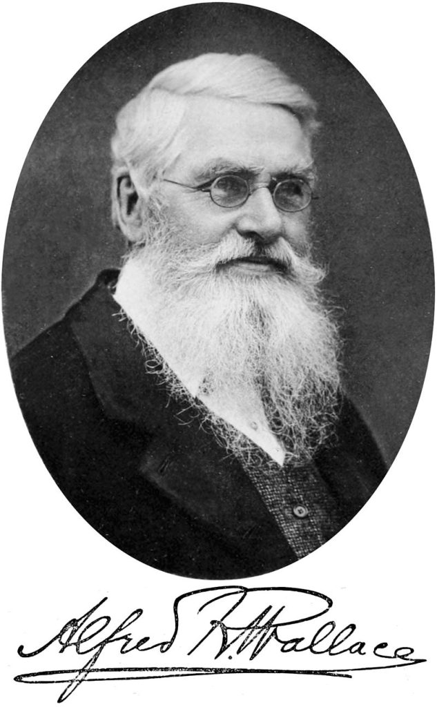 Retrato de Alfred Russel Wallace